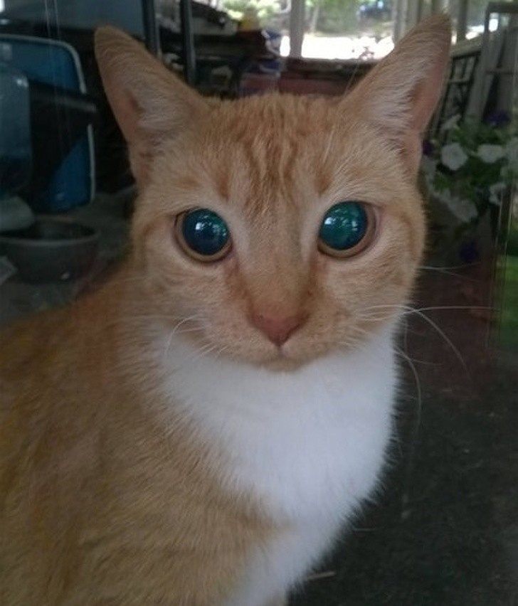 Animals With Adorable Quirks That Make Us Fall in Love With Them