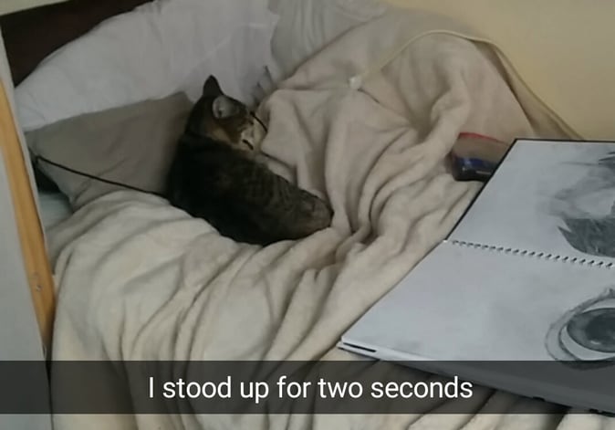 Funniest “I Don’t Own A Cat” Moments That Happened To People