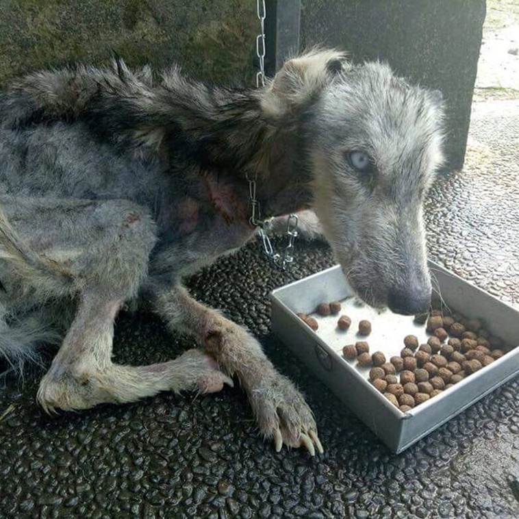 Man Found a Sick Stray Dog and nursed her to health