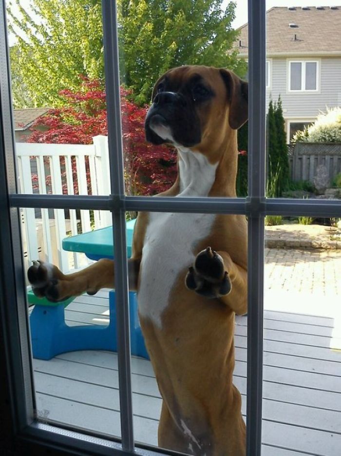 Hilarious Photos Proving Boxers Are both Weird and  Adorable