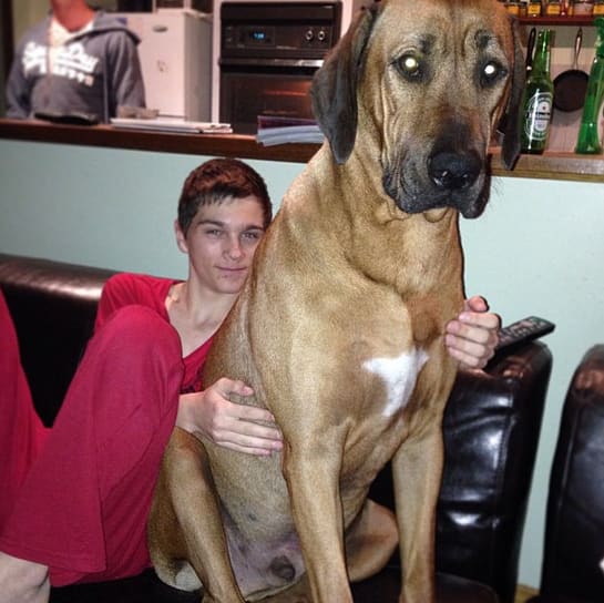 Big Dogs Who Think They're Lap Dogs