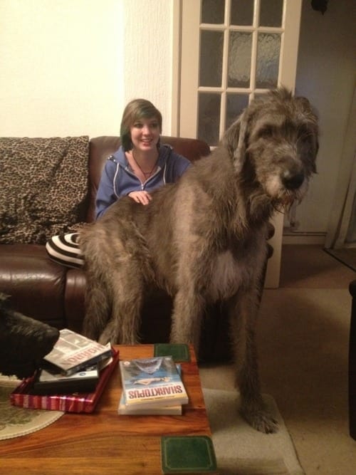 Big Dogs Who Think They're Lap Dogs