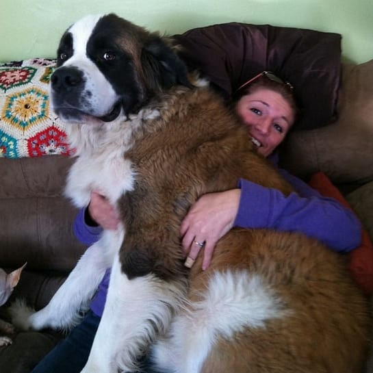 Big Dogs Who Think They're Lap Dogs