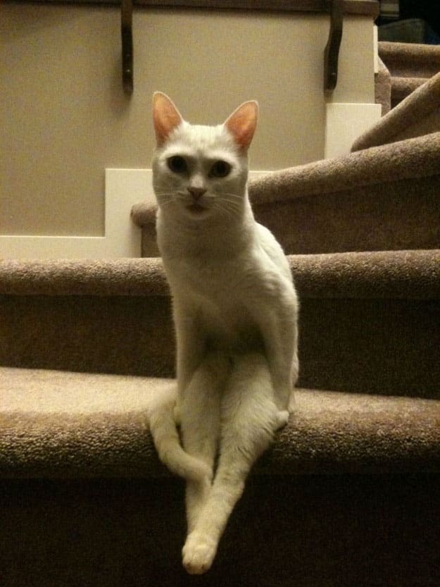 Funny Pictures of Animals Sitting Like People