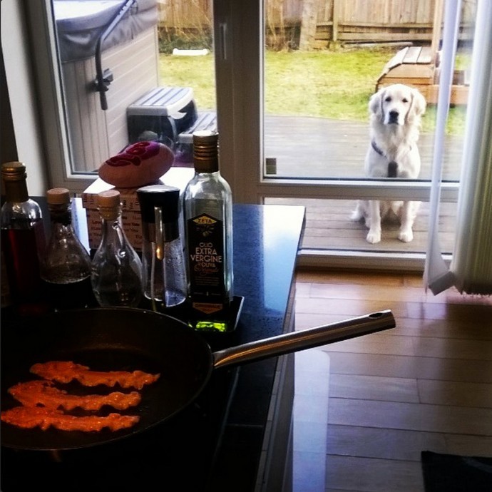 Cute Animals That Are Obsessed With Your Food