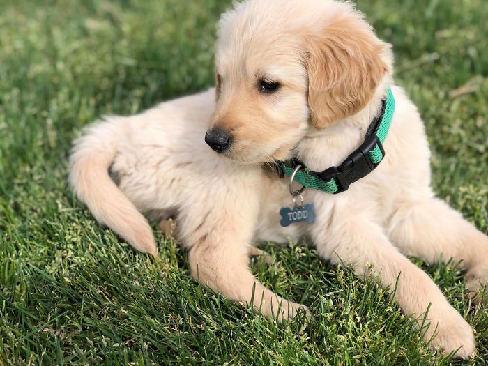 Golden Retriever