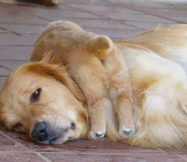 Funny Animal Expressions That tell What It’s like to be a Mother