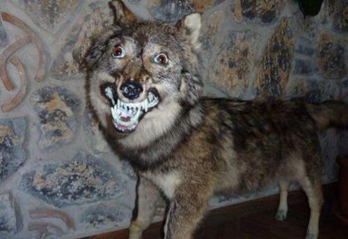 Taxidermy FAILs That Are Both Funny and Horrifying