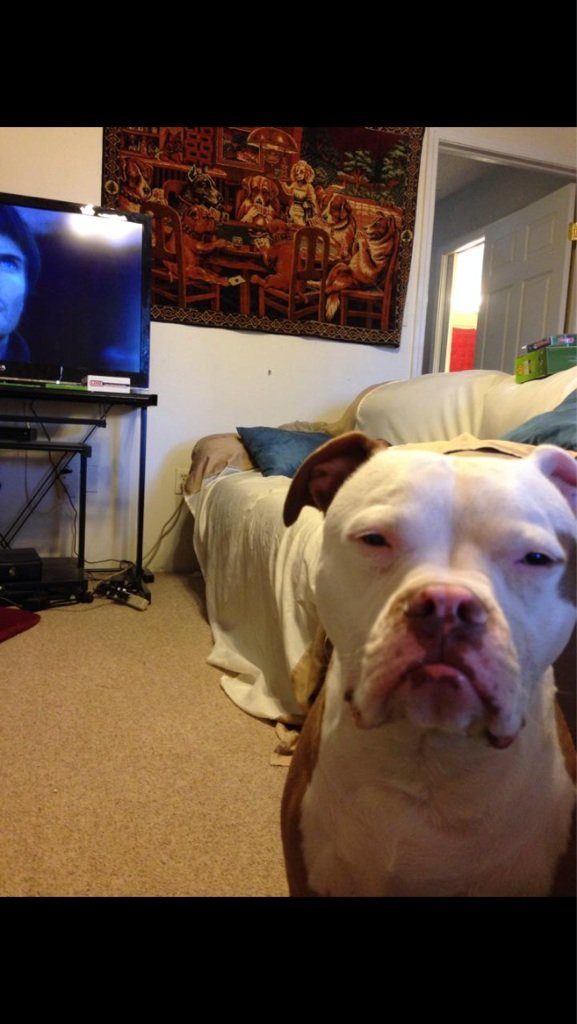 Funny Photos of Dogs Begging For Food That You Just Can’t Say No