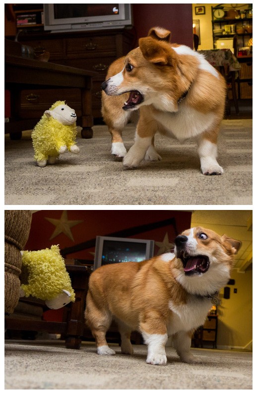 Dogs That Are Afraid Of the Most Ridiculous Things