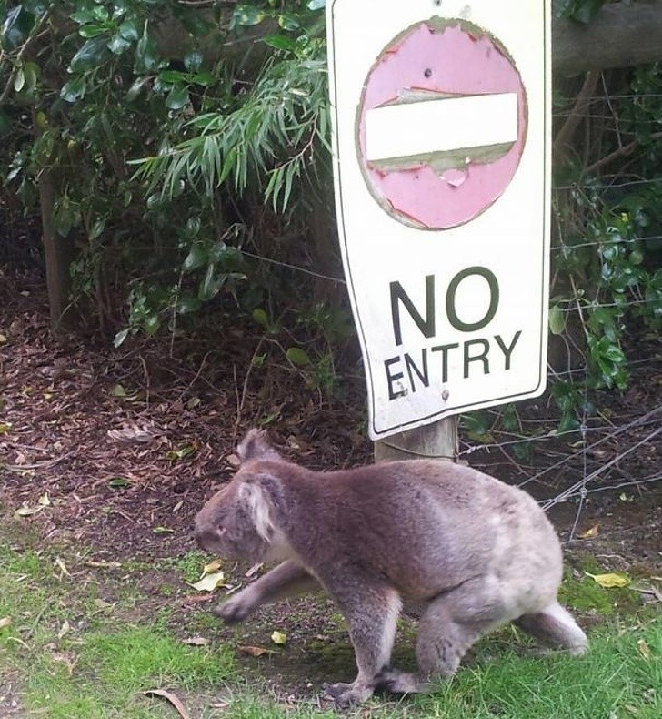 Badass Animals Who Don’t Care About Your Stupid Rules