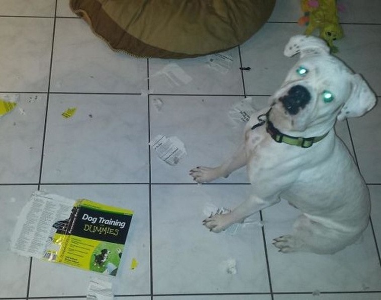 Hysterical Photos of Dogs Testing Their Owner’s Patience to the