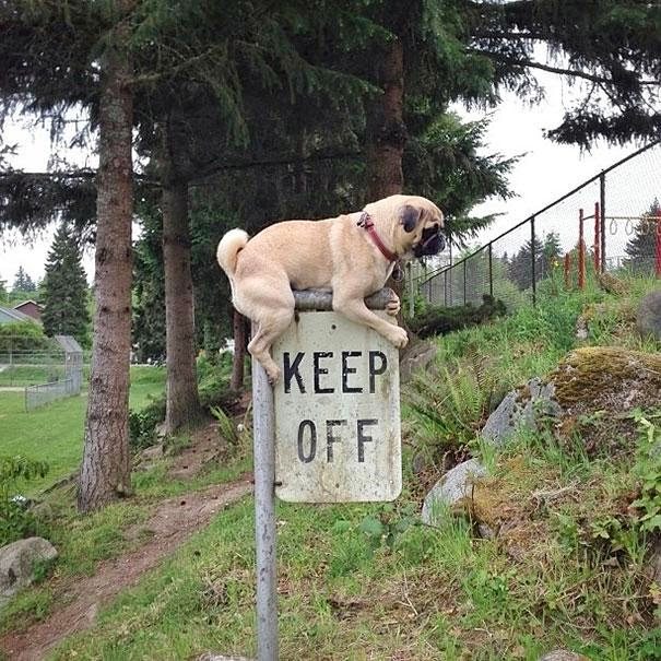 Badass Animals Who Don’t Care About Your Stupid Rules