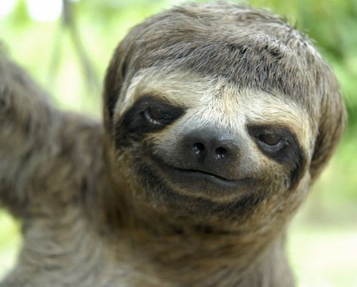 Animals With Adorable Quirks That Make Us Fall in Love With Them