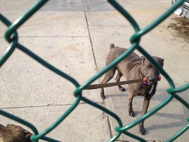 WTF dog photos that make no sense at all