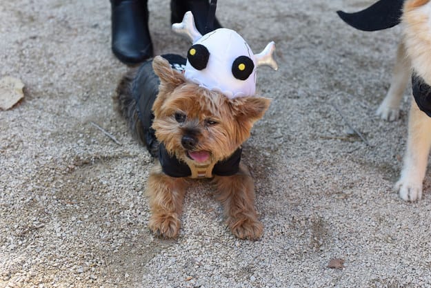 Cute Derpy Dogs That'll Make You Smile