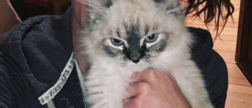 Angry Kittens Who Demand To Be Taken Seriously Right Meow