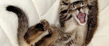 Pictures of Cute Animals Yawning