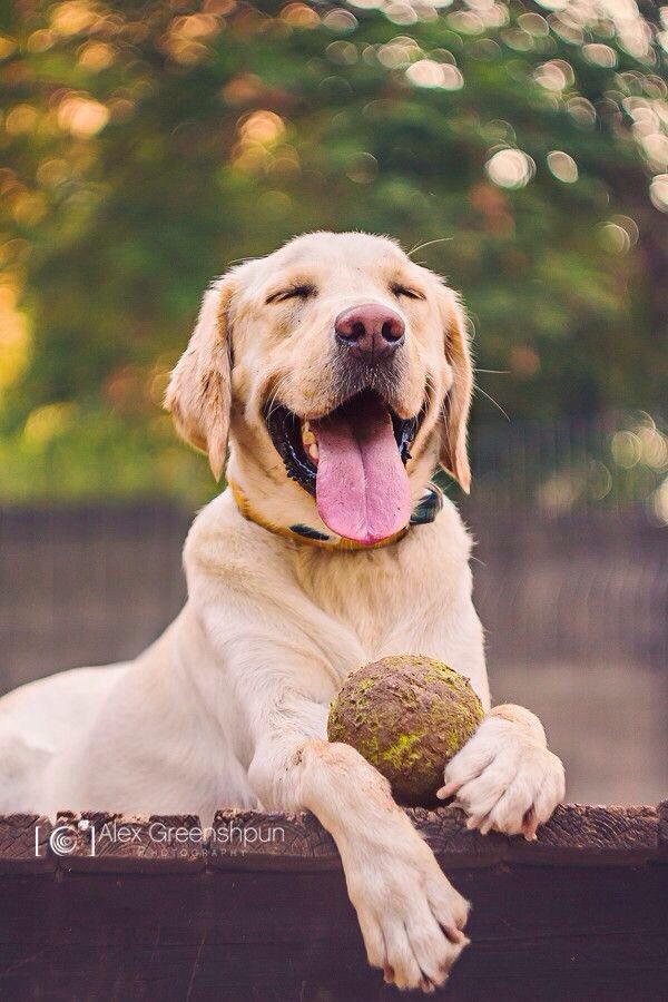 Pictures of Cute Animals Yawning