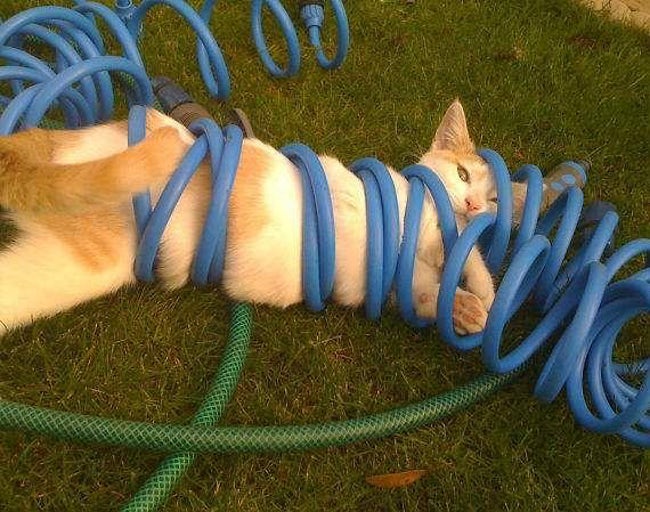 Animals that have really gotten themselves in funny situations