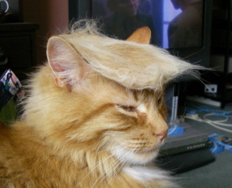 Cats Who Are Not Happy with Their New Hair Styles