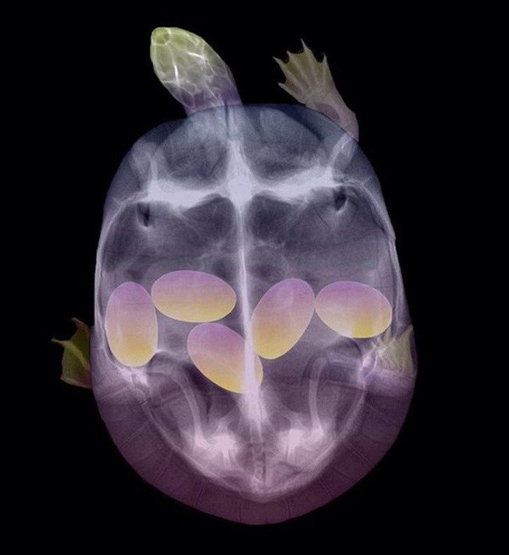 How Animals Look Before Giving Birth