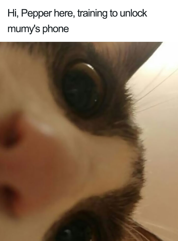 These Cats Were Publicly Shamed For Their Hilariously Crimes