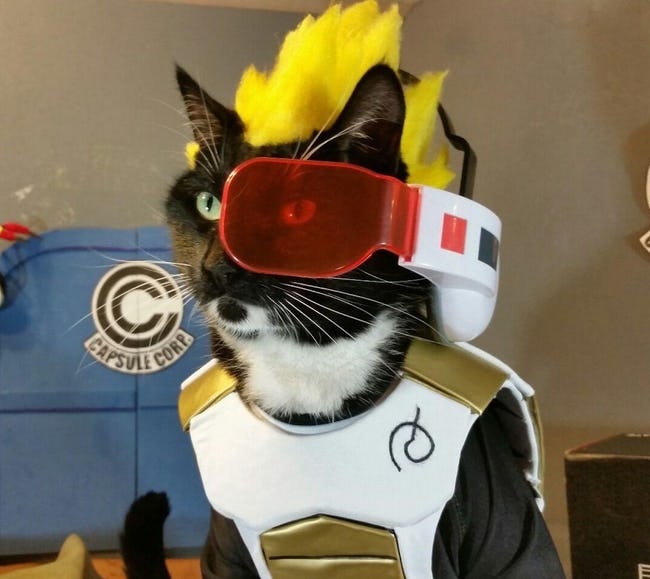 Cats Whose Anime Cosplay Is Better Than Yours