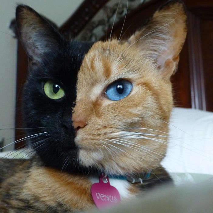 Animals With Unexpected Colors