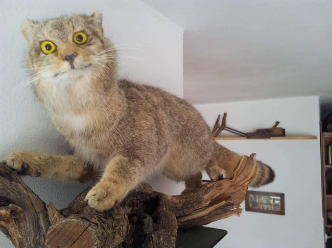 Taxidermy FAILs That Are Both Funny and Horrifying