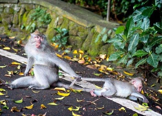 Funny Animal Expressions That tell What It’s like to be a Mother