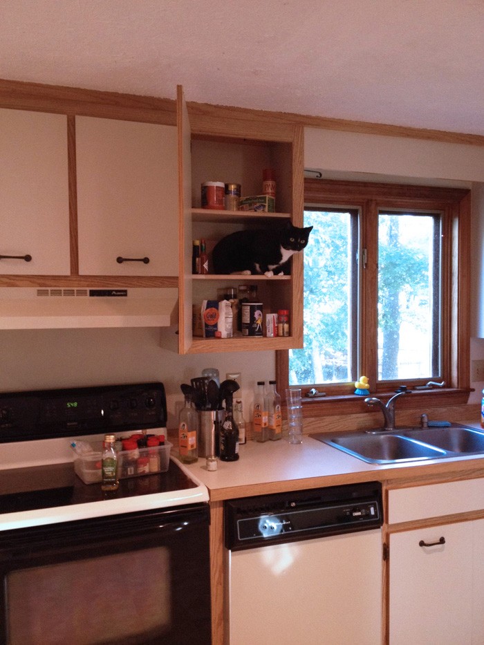 Funniest “I Don’t Own A Cat” Moments That Happened To People