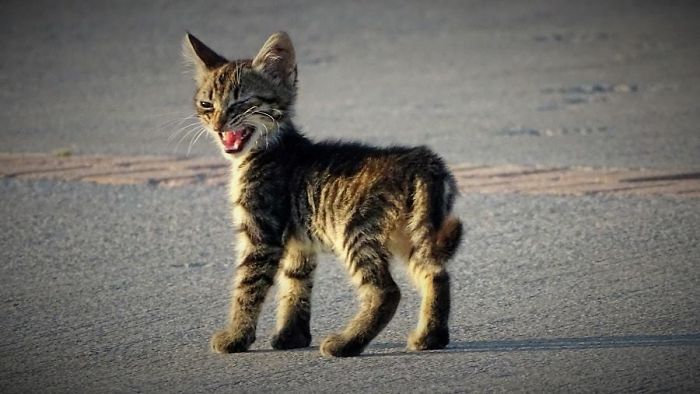 Angry Kittens Who Demand To Be Taken Seriously Right Meow