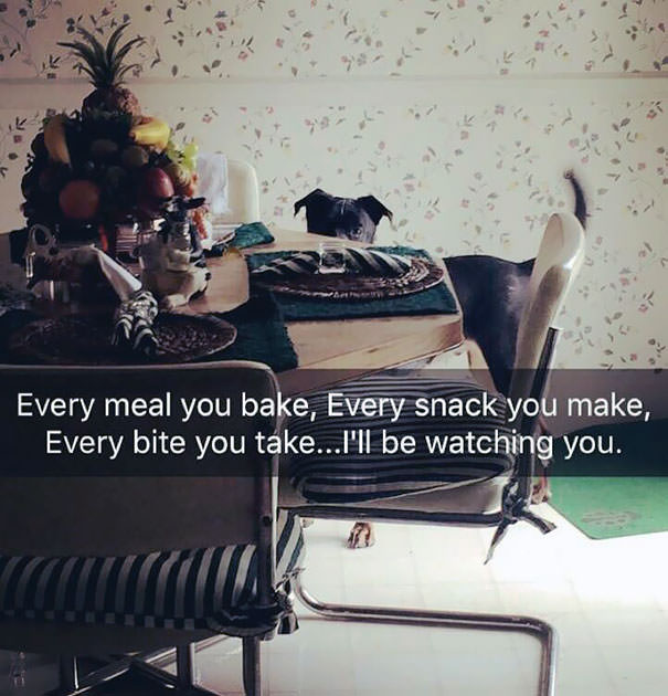 Funny Photos of Dogs Begging For Food That You Just Can’t Say No