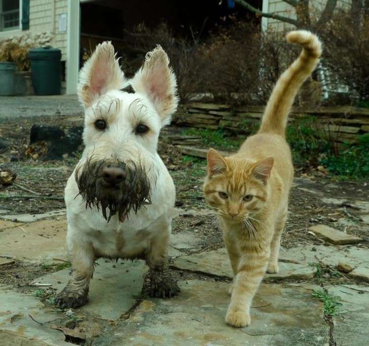 Friendships Between Cats And Dogs That Could Make Anyone smile