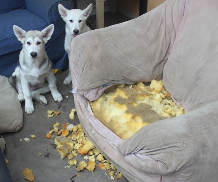 Hysterical Photos of Dogs Testing Their Owner’s Patience to the