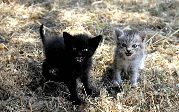 Angry Kittens Who Demand To Be Taken Seriously Right Meow