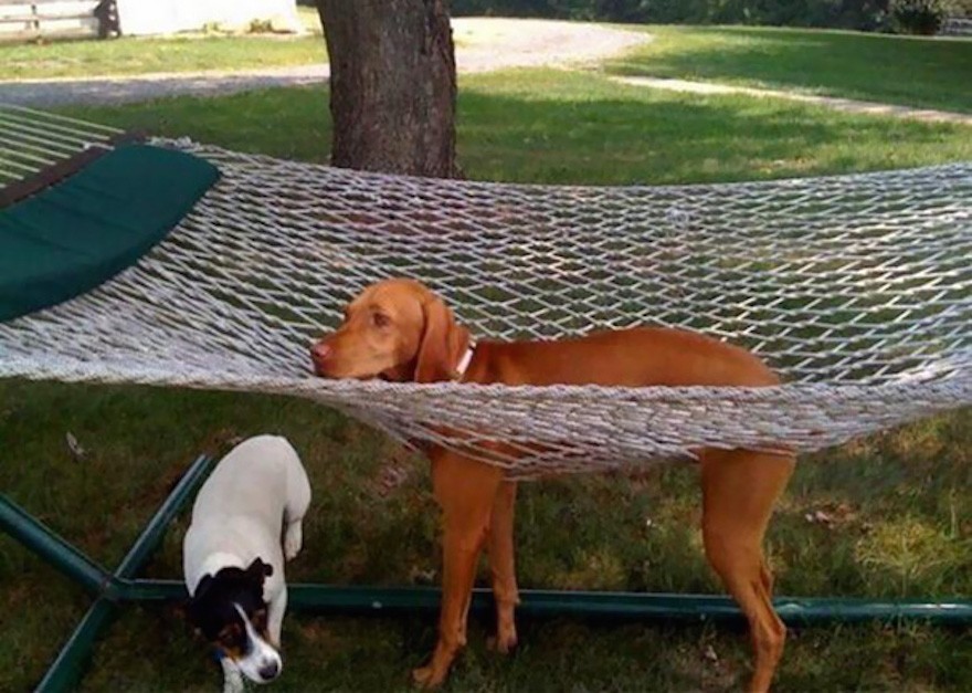 Animals that have really gotten themselves in funny situations