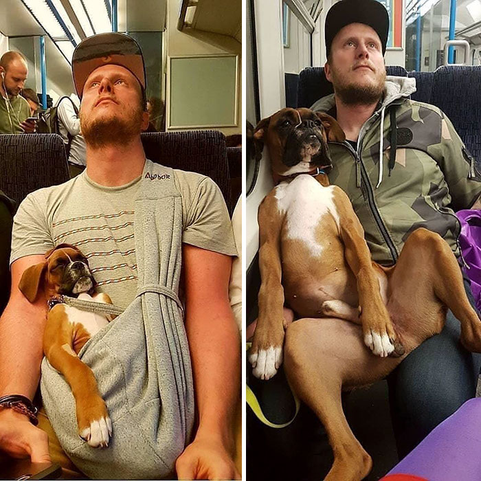 Hilarious Photos Proving Boxers Are both Weird and  Adorable