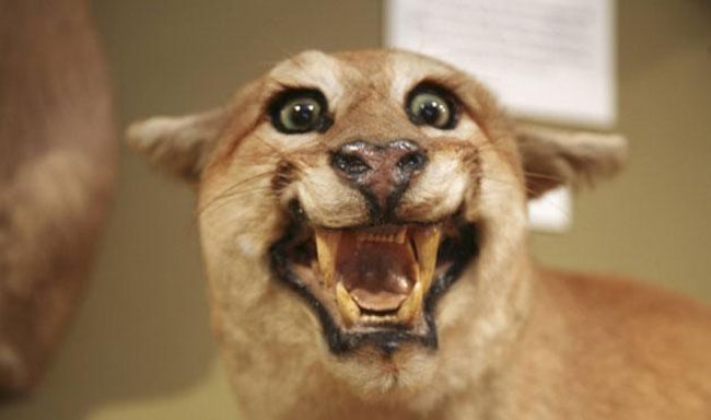Taxidermy FAILs That Are Both Funny and Horrifying