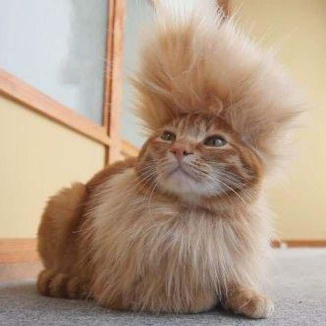 Cats Who Are Not Happy with Their New Hair Styles