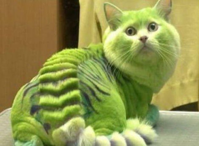 Cats Who Are Not Happy with Their New Hair Styles