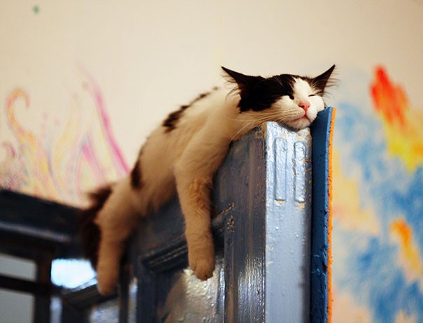 Pics That Prove Cats Can Sleep Purrretty Much Anywhere