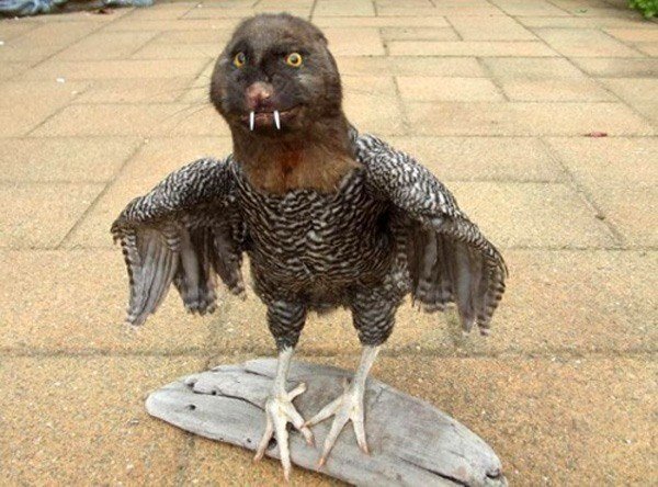 Taxidermy FAILs That Are Both Funny and Horrifying