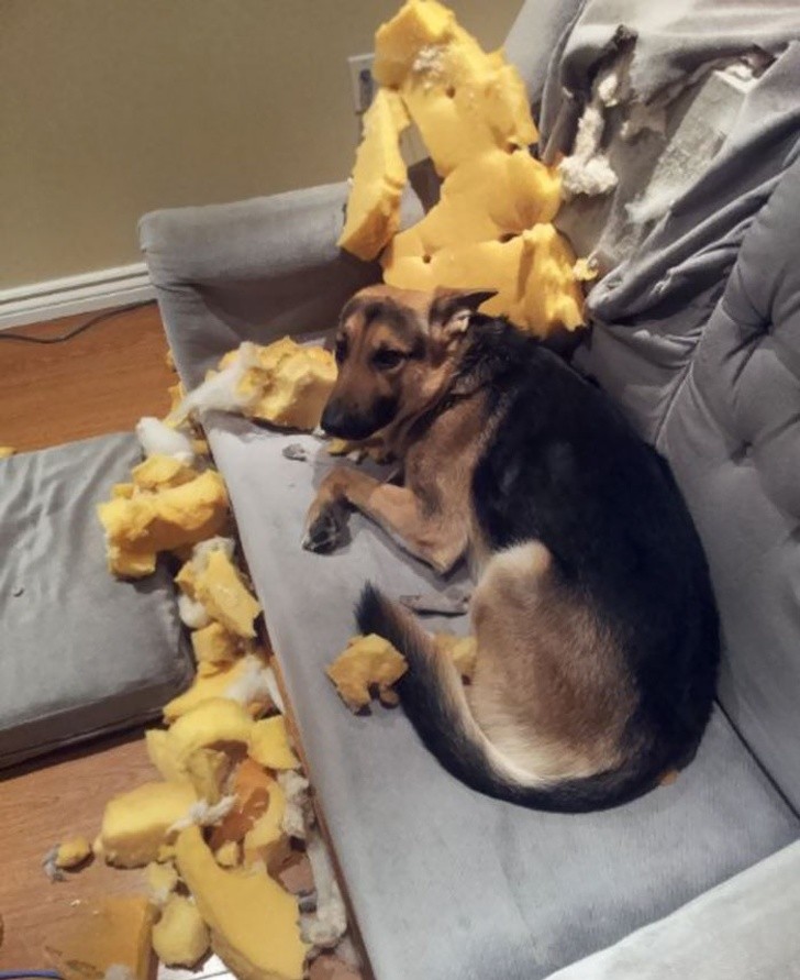 Hysterical Photos of Dogs Testing Their Owner’s Patience to the