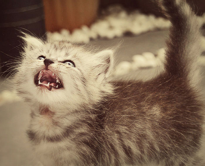 Angry Kittens Who Demand To Be Taken Seriously Right Meow