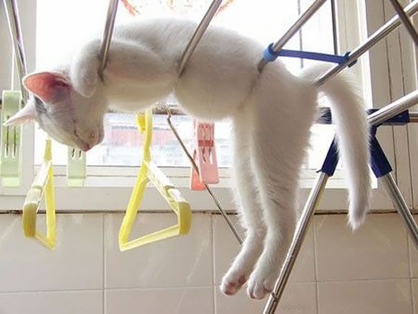 Pics That Prove Cats Can Sleep Purrretty Much Anywhere