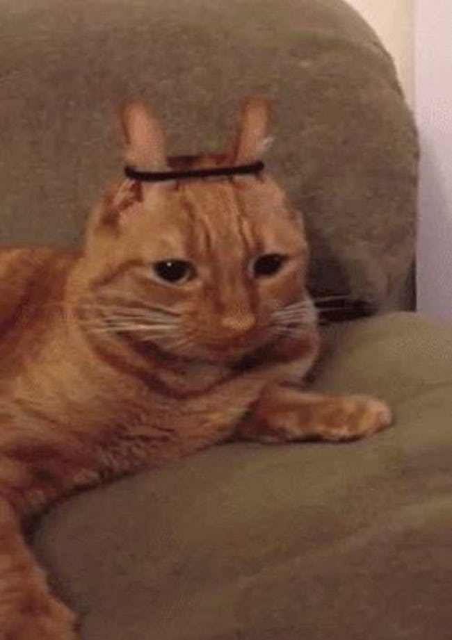 Cats Who Are Not Happy with Their New Hair Styles