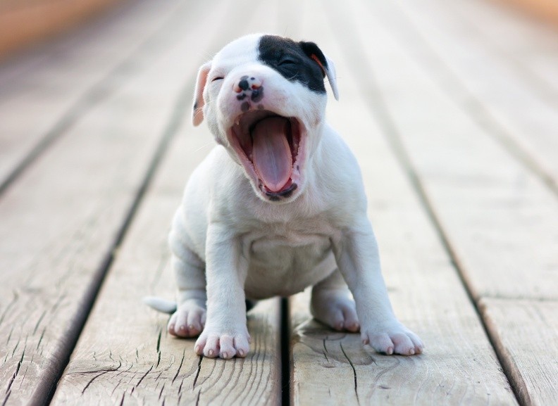 Pictures of Cute Animals Yawning