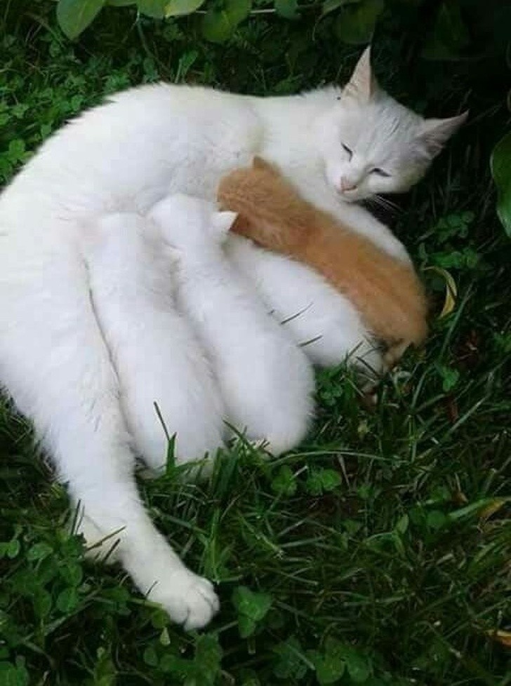 Funny Animal Expressions That tell What It’s like to be a Mother